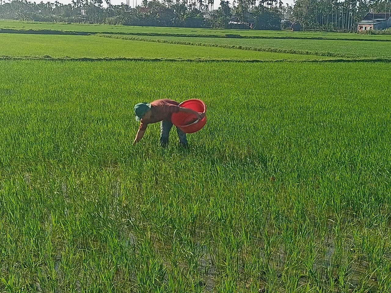 anh-2-nong-dan-nui-thanh-cham-bon-lua-dong-xuan