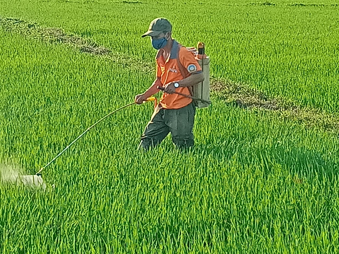 Nông dân Núi Thành ra đồng chăm bón lúa đông xuân