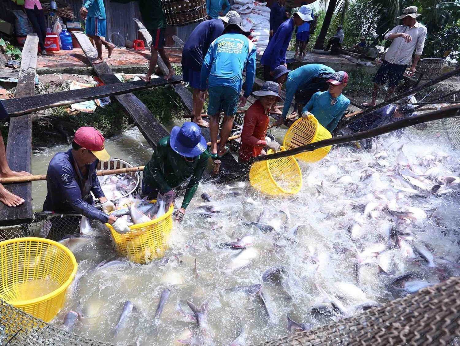 Mô hình liên kết sản xuất, tiêu thụ sản phẩm nông nghiệp theo hình thức hợp đồng giữa doanh nghiệp và nông hộ